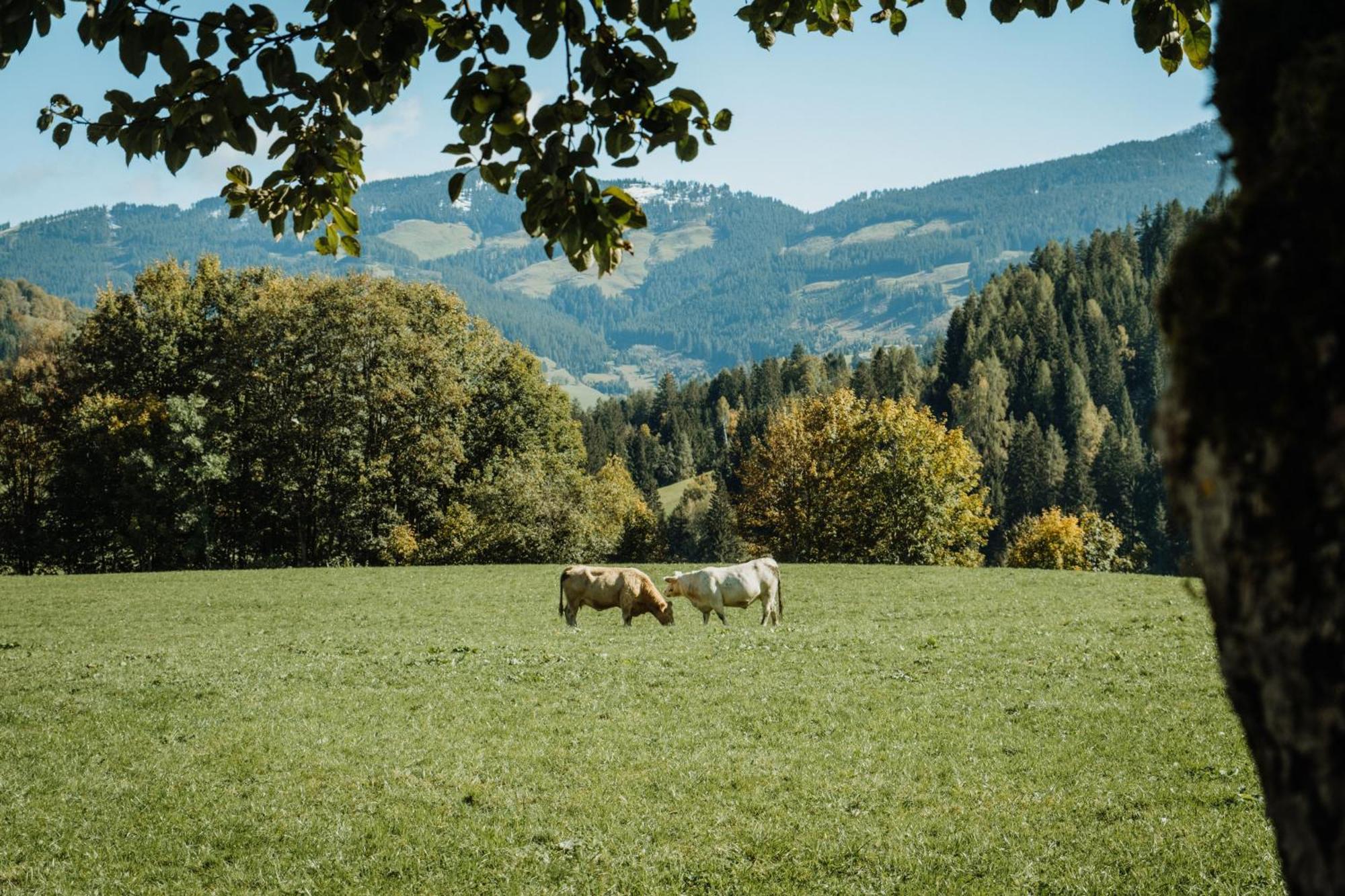 Biohof Ebengut Aparthotel Maria Alm am Steinernen Meer Kültér fotó